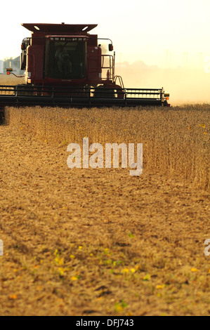 Moissonneuse-batteuse Case IH de la récolte de soja Banque D'Images