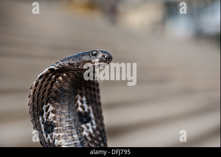 Cobra indien, Naja naja, Alapidae, Varanasi, Inde, Asie Banque D'Images