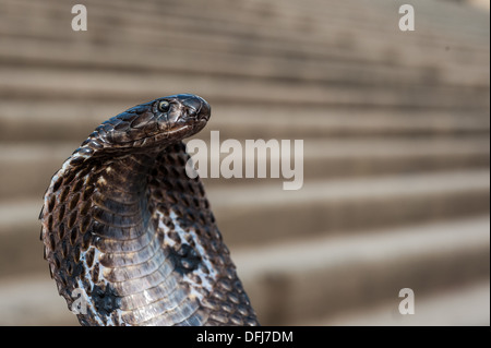 Cobra indien, Naja naja, Alapidae, Varanasi, Inde, Asie Banque D'Images