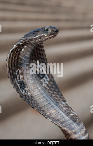 Cobra indien, Naja naja, Alapidae, Varanasi, Inde, Asie Banque D'Images