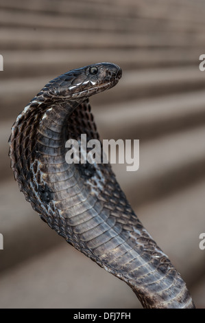 Cobra indien, Naja naja, Alapidae, Varanasi, Inde, Asie Banque D'Images