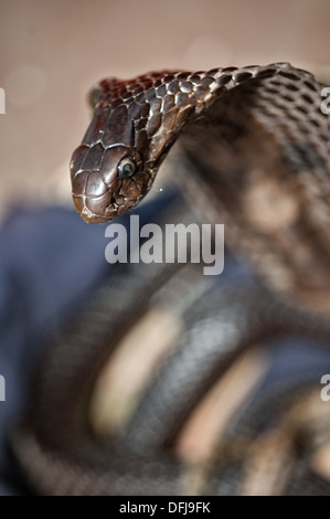 Cobra indien, Naja naja, Alapidae, Varanasi, Inde, Asie Banque D'Images