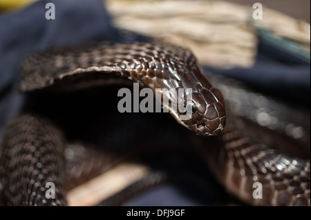 Cobra indien, Naja naja, Alapidae, Varanasi, Inde, Asie Banque D'Images