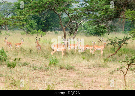 Les jeunes mâles gazelle Impala ram bois attrayant le nord du Parc National de l'Akagera game reserve Rwanda Afrique Centrale Banque D'Images