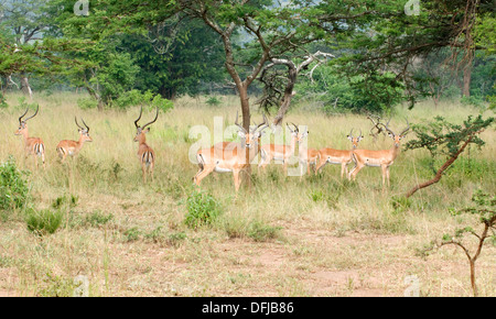 Les jeunes mâles gazelle Impala ram bois attrayant le nord du Parc National de l'Akagera game reserve Rwanda Afrique Centrale Banque D'Images