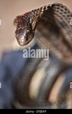 Cobra indien, Naja naja, Alapidae, Varanasi, Inde, Asie Banque D'Images