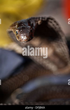 Cobra indien, Naja naja, Alapidae, Varanasi, Inde, Asie Banque D'Images