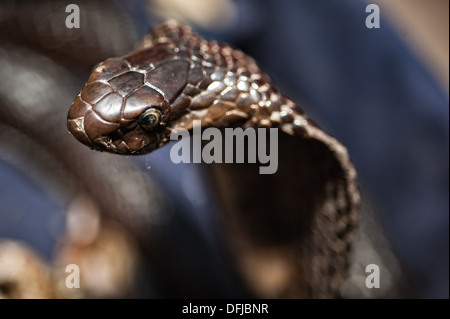 Cobra indien, Naja naja, Alapidae, Varanasi, Inde, Asie Banque D'Images