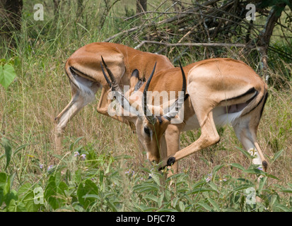 Les jeunes mâles gazelle Impala ram bois attrayant le nord du Parc National de l'Akagera game reserve Rwanda Afrique Centrale Banque D'Images