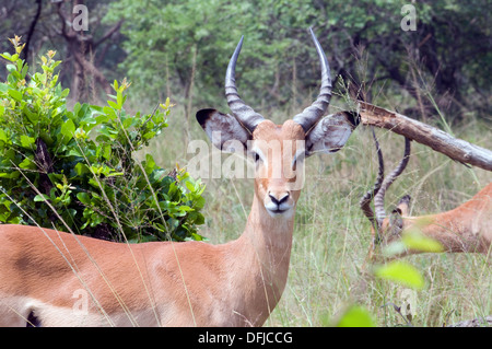 Jeune homme gazelle Impala ram bois attrayant le nord du Parc National de l'Akagera game reserve Rwanda Afrique Centrale Banque D'Images