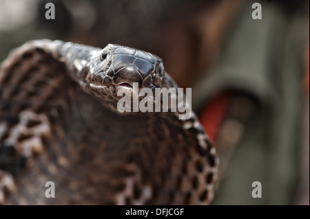 Cobra indien, Naja naja, Alapidae, Varanasi, Inde, Asie Banque D'Images