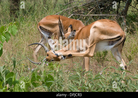 Les jeunes mâles gazelle Impala ram bois attrayant le nord du Parc National de l'Akagera game reserve Rwanda Afrique Centrale Banque D'Images