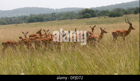 Les impalas brebis avec ram nord du Parc National de l'Akagera Game Rwanda Afrique Centrale Banque D'Images