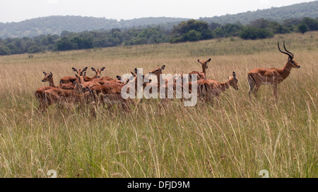 Les impalas brebis avec ram nord du Parc National de l'Akagera Game Rwanda Afrique Centrale Banque D'Images