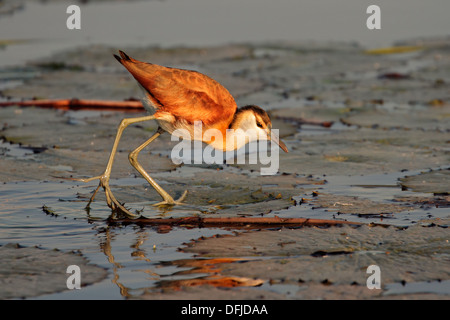 Jacana africain Actophilornis africana) (sur une feuille de nénuphar, l'Afrique australe Banque D'Images