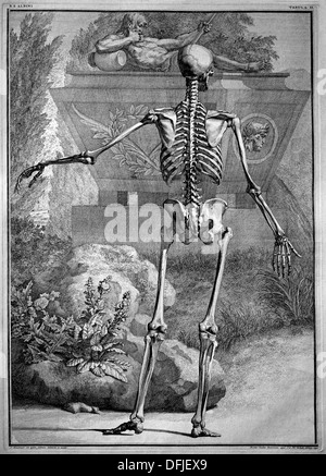 Photos de la criminalité et les muscles du corps humain 1747 Bernhard Siegfried Albinus Leiden Professeur Allemand, Néerlandais Banque D'Images