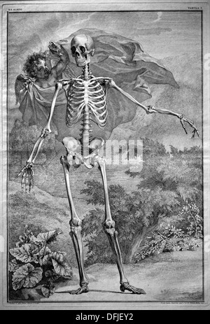 Photos de la criminalité et les muscles du corps humain 1747 Bernhard Siegfried Albinus Leiden Professeur Allemand, Néerlandais Banque D'Images