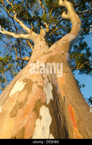 Gum Tree, eucalyptus, avec l'écorce colorée, Hervey Bay, Queensland, Australie Banque D'Images