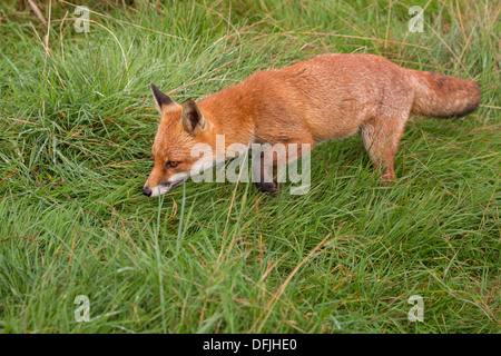 Red Fox, chasse Banque D'Images