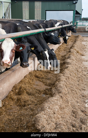 L'alimentation des vaches laitières Holstein Banque D'Images