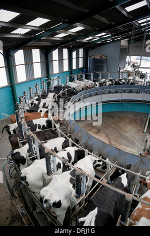 Une salle de traite rotative traire les vaches laitières sur une ferme au Royaume-Uni Banque D'Images