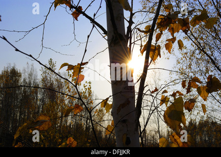 L'établissement soleil d'automne à travers les arbres Banque D'Images
