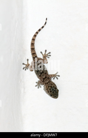 Maison Méditerranéenne, Gecko Hemidactylus turcicus nom scientifique Banque D'Images