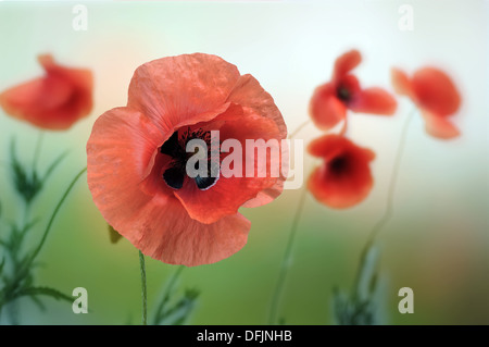 Des fleurs de pavot rouge Gros plan sur le terrain Banque D'Images