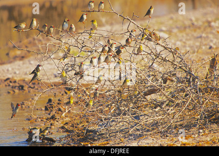 Troupeau d'oiseaux sur un vieux buisson d'après avoir bu de l'eau. Banque D'Images