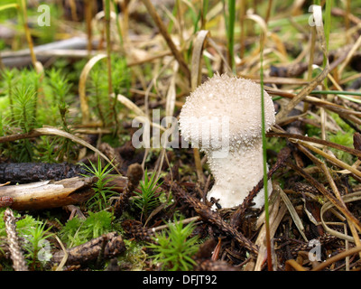 Vesse-de-commune / Lycoperdon perlatum / Flaschenbovist Banque D'Images