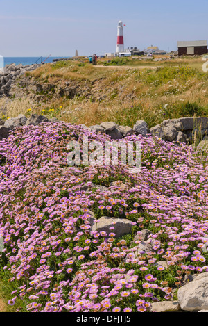 Fleurs sauvages et de Portland Bill Lighthouse, Dorset, Angleterre Banque D'Images