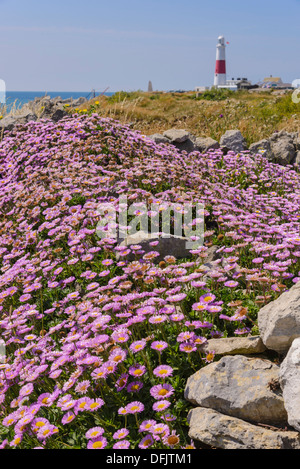 Fleurs sauvages et de Portland Bill Lighthouse, Dorset, Angleterre Banque D'Images