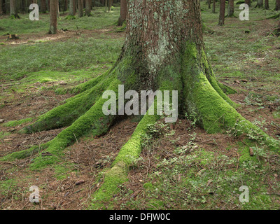 racines moussues Banque D'Images