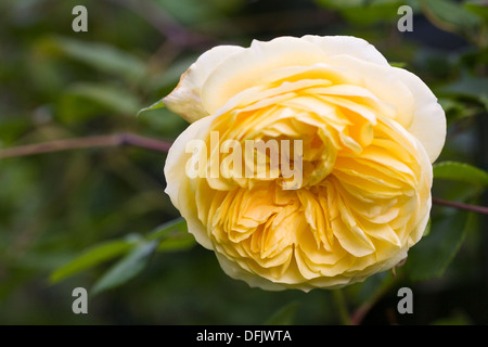 Rosa 'teasing Georgia'. La ligne jaune rose dans un jardin anglais. Banque D'Images