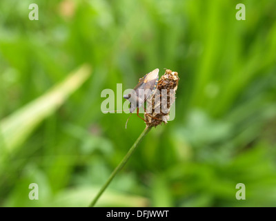 Pentatoma rufipes bug / forêt / Rotbeinige Baumwanze Banque D'Images