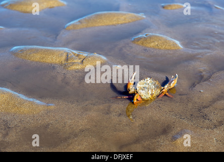 Le crabe dans le sable Banque D'Images