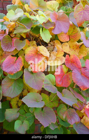 Crimson Glory Vine Gloryvine feuilles multicolores en automne Vitis Coignetiae Banque D'Images