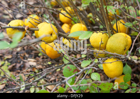 Les fruits du cognassier du Japon Chaenomeles japonica Banque D'Images