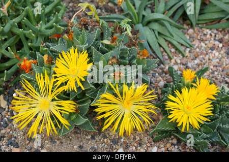 Pierre Fenestraria aurantiaca fleur fleurs jaune close up Banque D'Images