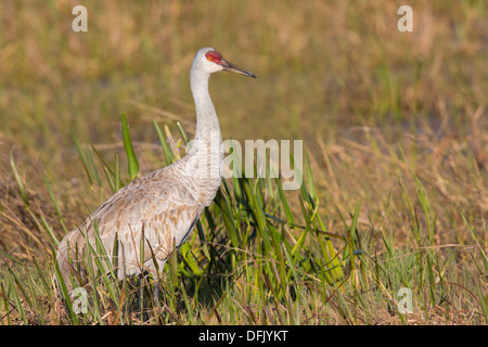 Grue du Canada (Grus canadensis) - Lake Wales, en Floride. Banque D'Images