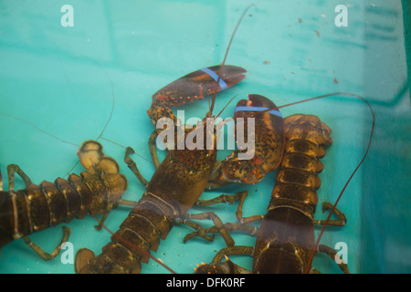 Le homard dans un réservoir à Chauncey Creek Lobster Pier Banque D'Images