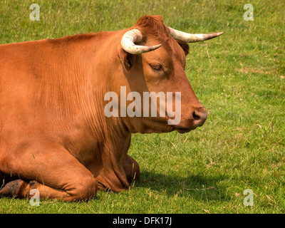Tête et épaules de taureau brun avec des cornes couchés dans les champs verts, Leicestershire, UK Banque D'Images