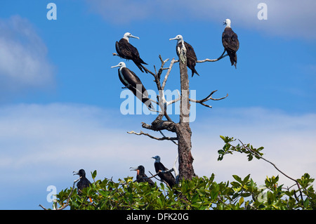 Sur Frigatebirds magnifique arbre, Caraïbes, Bocas del Toro, PANAMA Banque D'Images