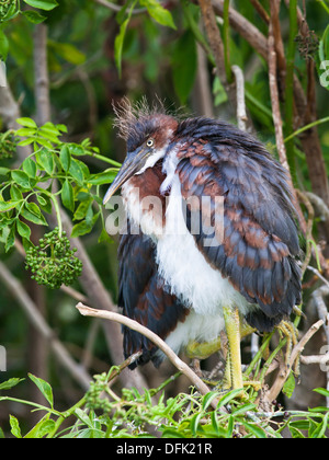 Aigrette tricolore (Egretta tricolor) chick - Orlando, Floride. Banque D'Images