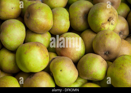 Fruits de verger imparfait automne Belle de Boskoop , est issue, à Boskoop, aux Pays-Bas. Banque D'Images