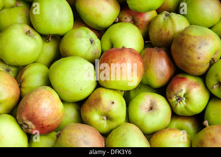 Fruits de verger imparfait automne pommes  Scotch écossais Bridget cuisson apple qui est également largement-cultivé dans le nord-ouest de l'Angleterre Banque D'Images