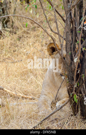 Timide lion dans la Masai Mara, Kenya Banque D'Images