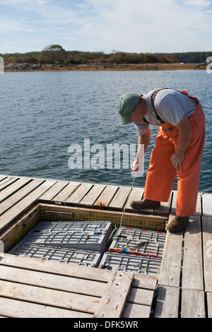 Eric pêcheur de homard sur Emmons dock dans le Maine s'apprête à acheter et vendre des homards capturés pour le commerce. Banque D'Images