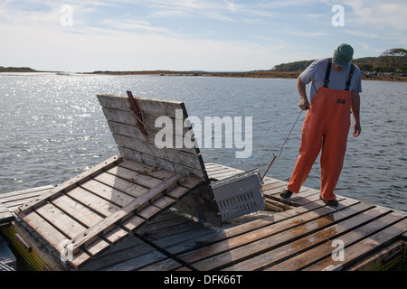 Eric pêcheur de homard sur Emmons dock dans le Maine s'apprête à acheter et vendre des homards capturés pour le commerce. Banque D'Images