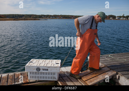 Eric pêcheur de homard sur Emmons dock dans le Maine s'apprête à acheter et vendre des homards capturés pour le commerce. Banque D'Images